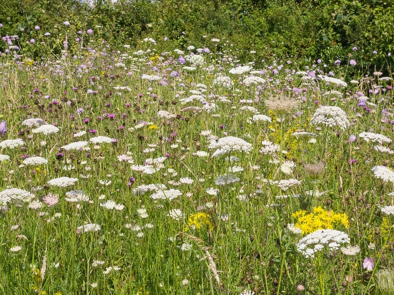 Frome Gardens